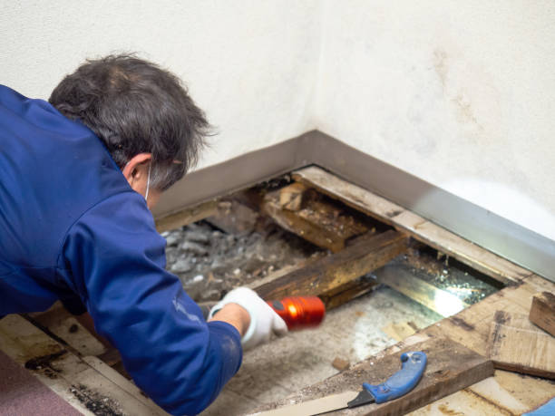 Best Localized Mold Remediation (e.g., coastal areas, humid climates) in Pine Manor, FL