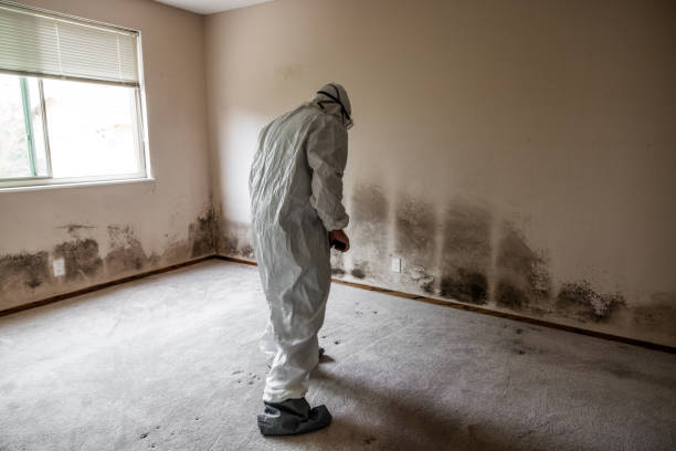 Best DIY Mold Remediation Support Services in Pine Manor, FL