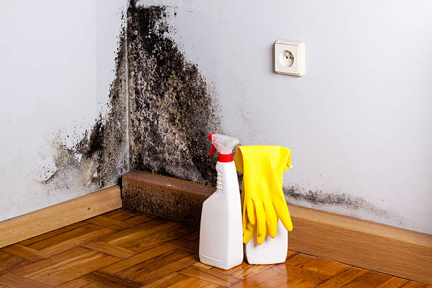 Best Residential Mold Remediation in Pine Manor, FL